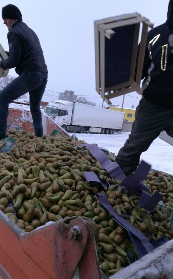 21 тонну польских груш уничтожили в Тверской области 21 тонну польских груш уничтожили в Тверской области