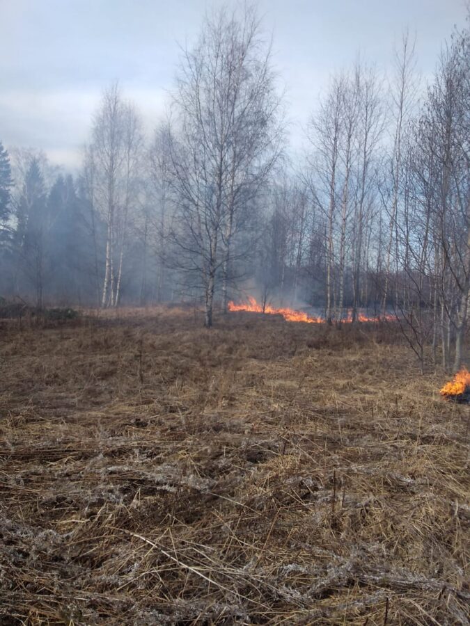 В Тверской области снова горит трава и лес В Тверской области снова горит трава и лес