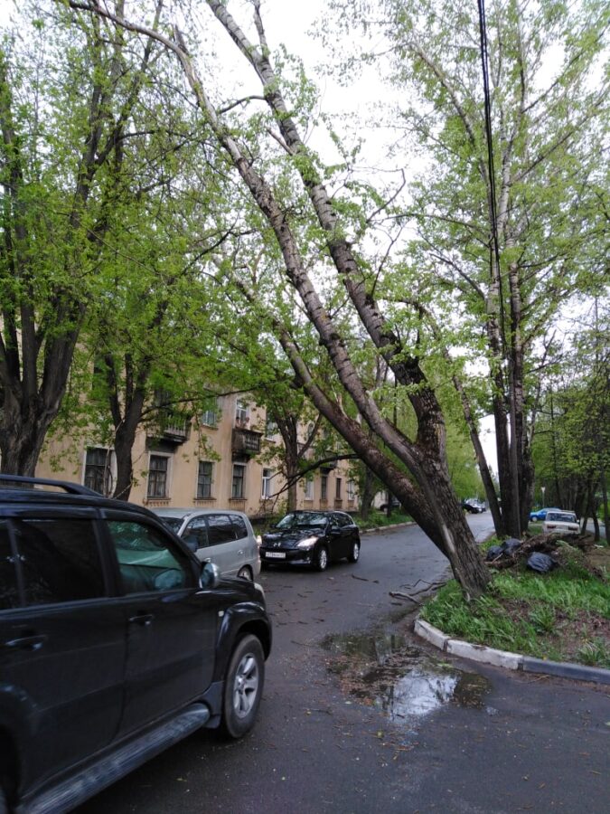 Из-за сильного ветра в Твери падают деревья и ломаются светофоры