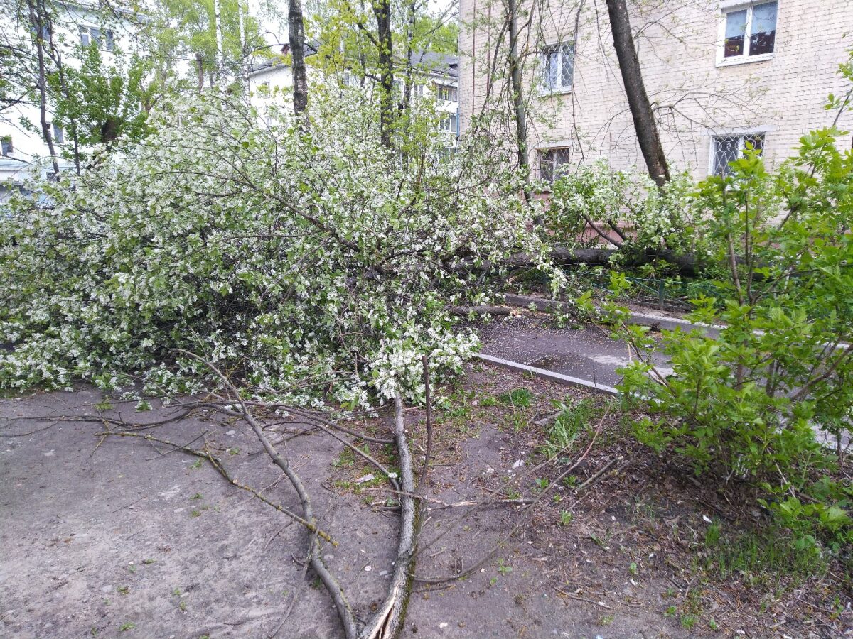 Из-за сильного ветра в Твери падают деревья и ломаются светофоры