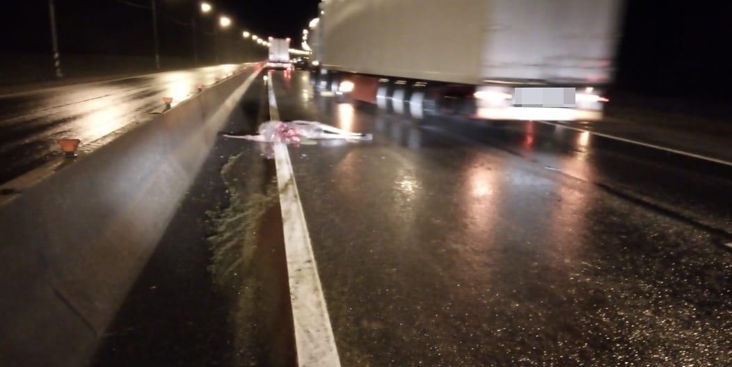 Опубликовано видео смертельного ДТП с лосем под Тверью Опубликовано видео смертельного ДТП с лосем под Тверью