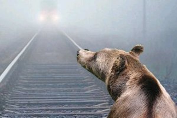 Тверская область взыскала с РЖД деньги за убитого медведя Тверская область взыскала с РЖД деньги за убитого медведя