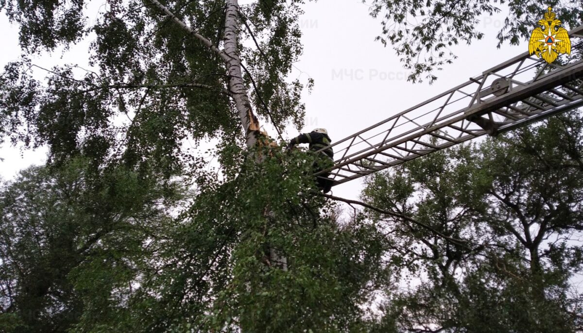 После грозы в Тверской области разгребают завалы из упавших деревьев После грозы в Тверской области разгребают завалы из упавших деревьев