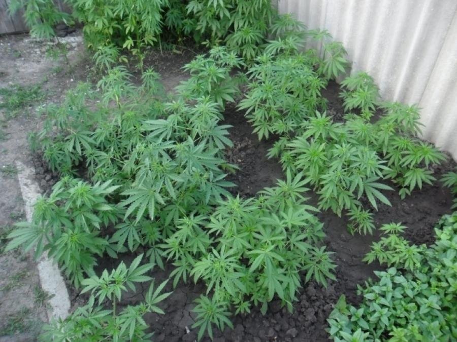 марихуана на огородах
