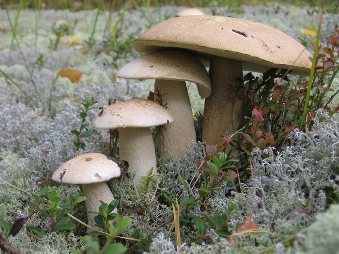 Без зависти не взглянешь: топ-10 грибных фото в Тверской области