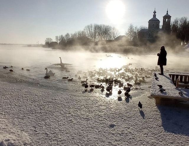 В Тверской области опубликовали новое видео знаменитых торопецких лебедей В Тверской области опубликовали новое видео знаменитых торопецких лебедей
