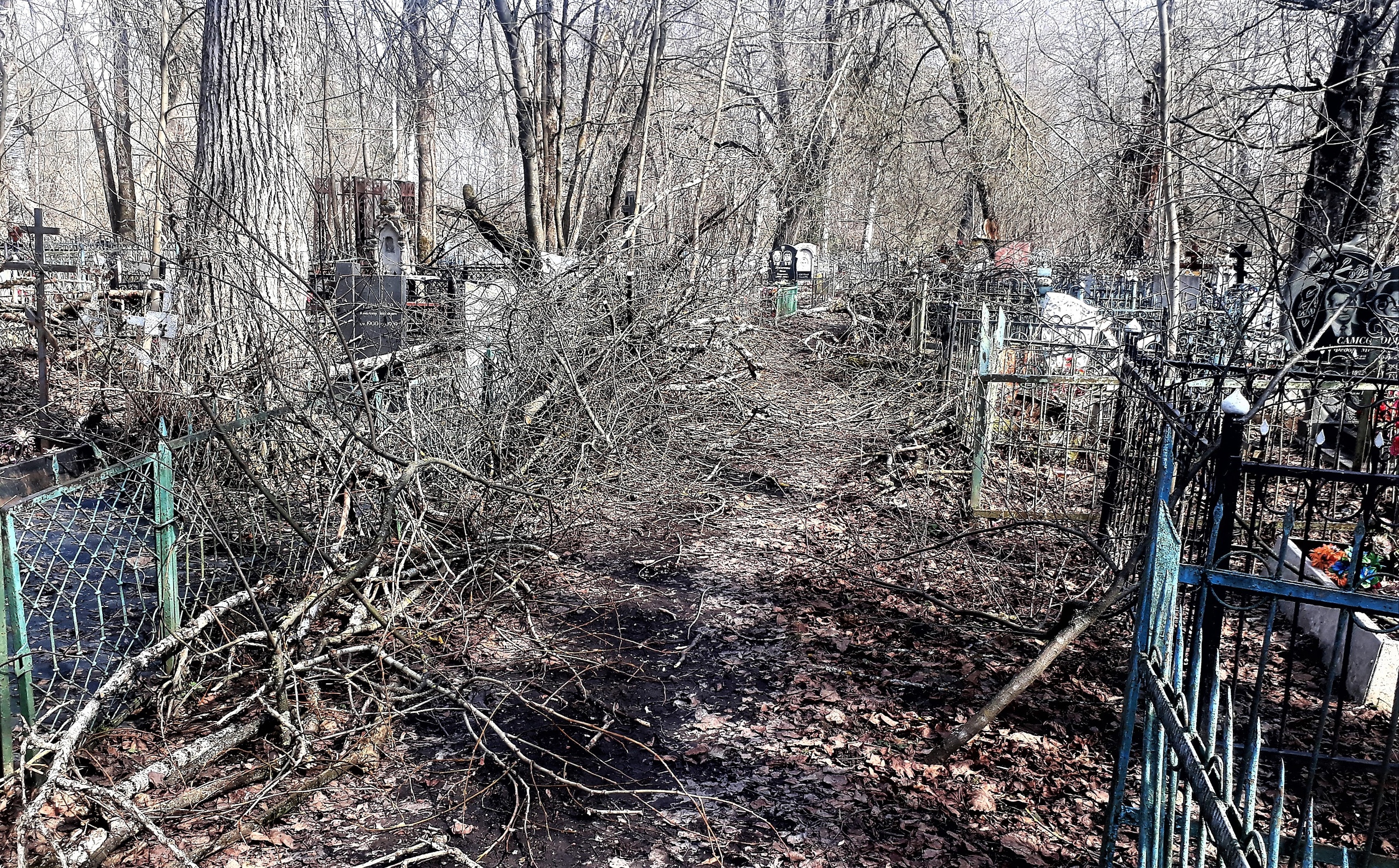 Старое кладбище в Тверской области может завалить деревьями