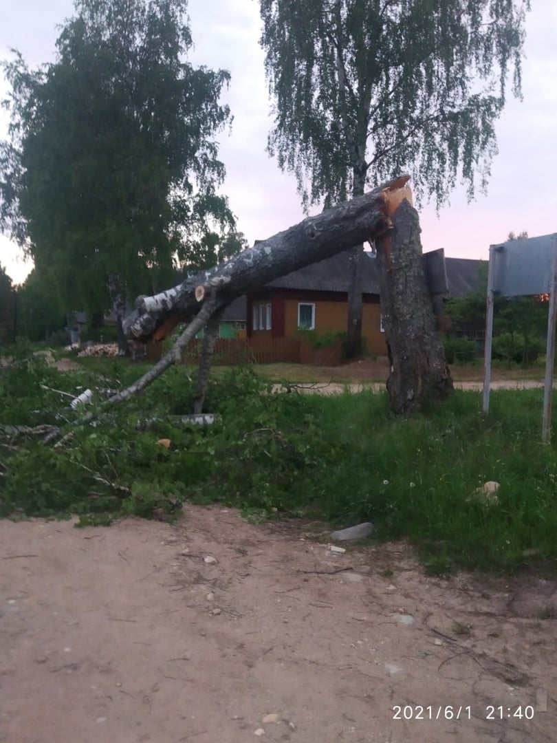 В тверской глубинке дети спасли птиц после падения старой березы | ТОП  Тверь новости