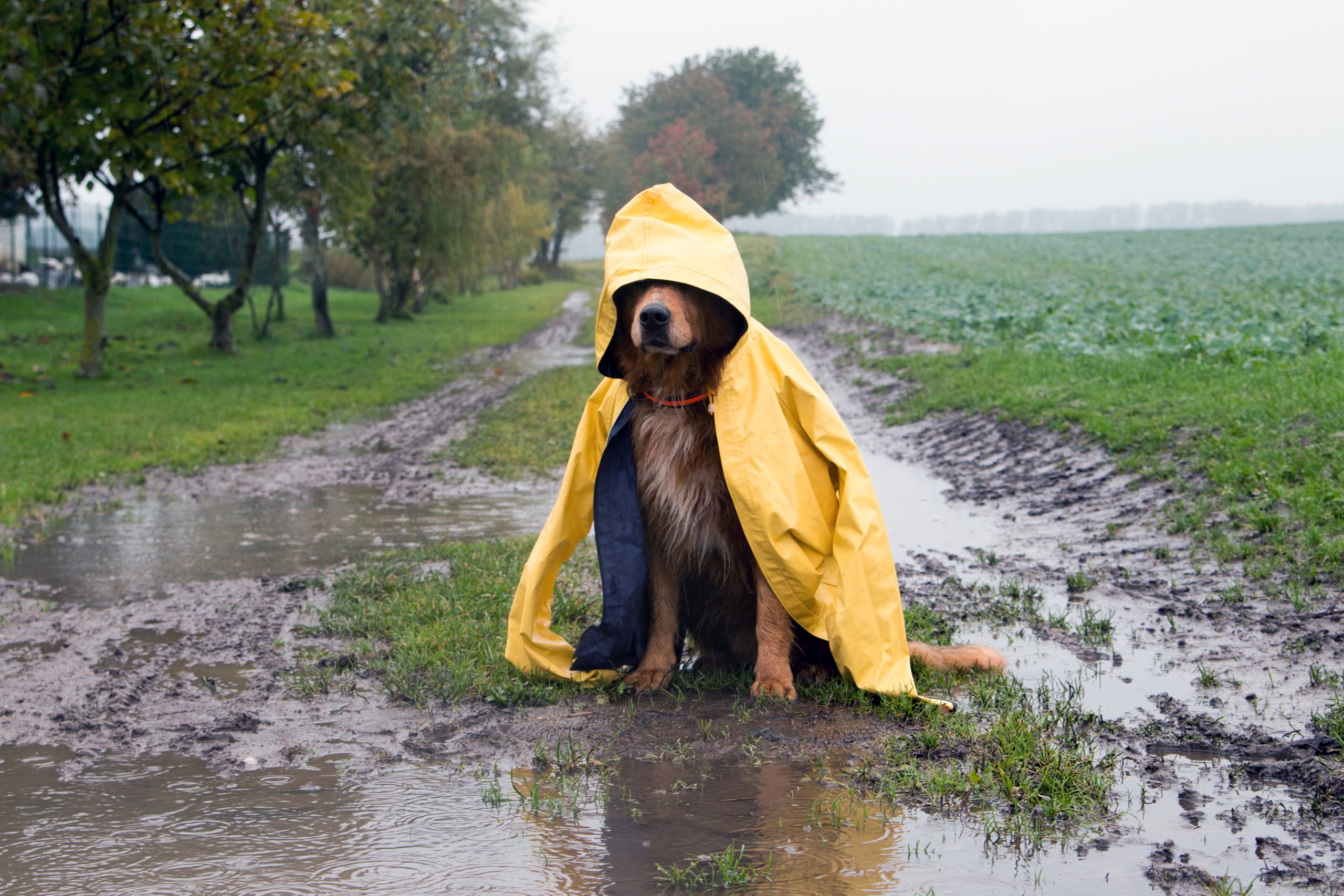 Прикольное про дождь. Дождь прикольные. Животные под дождем. Дождь картинки прикольные. Смешные под дождем.