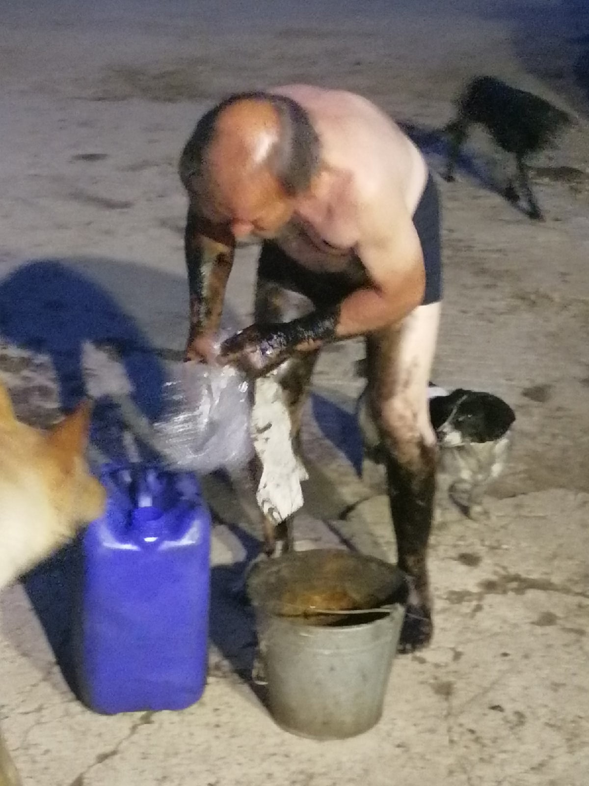 В Тверской области собак спасли от смерти в мазуте