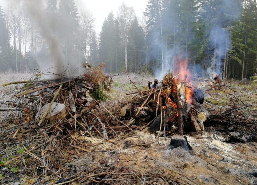 В Тверской области идут проверки в лесах, нарушителей штрафуют В Тверской области идут проверки в лесах, нарушителей штрафуют