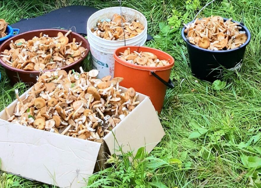 Жители Тверской области собирают грибы вёдрами, коробками и бельевыми корзинами Жители Тверской области собирают грибы вёдрами, коробками и бельевыми корзинами
