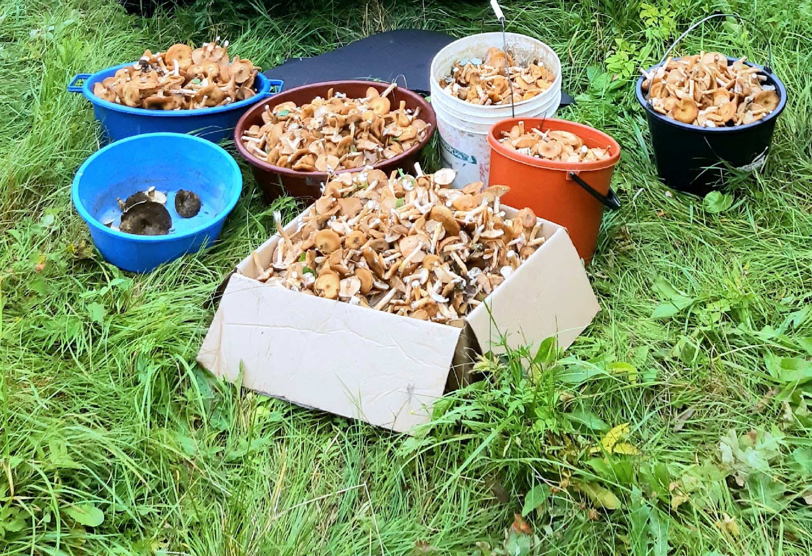 Жители Тверской области собирают грибы вёдрами, коробками и бельевыми корзинами