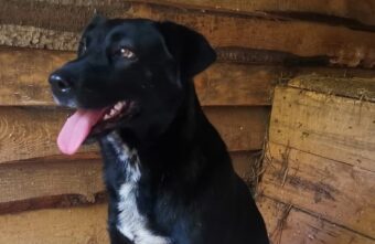 Спасённая собака из Оленино осваивается на новом месте