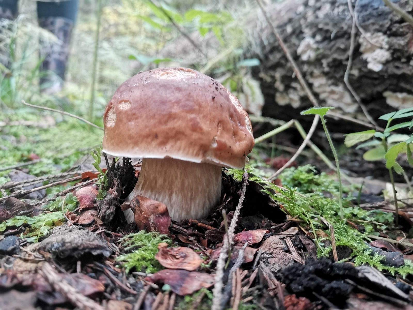 Жители Тверской области собирают грибы вёдрами, коробками и бельевыми корзинами