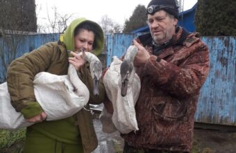 У лебедят, которых спасли в Тверской области, теперь есть тёплый дом