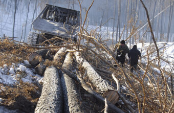 Предприятие вырубило 200 чужих деревьев в Тверской области
