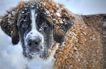 Житель Тверской области заплатит штраф из-за собаки