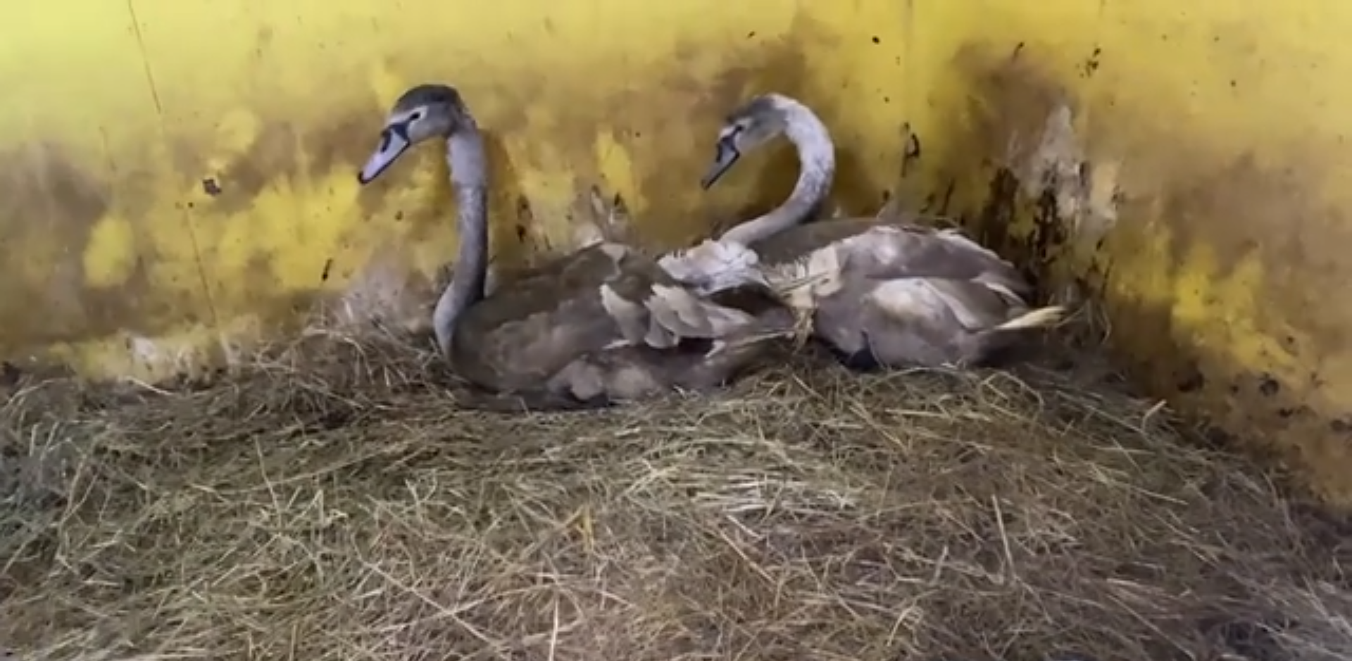 В тепле и сыты: спасённые в Тверской области лебедята передали видеопривет