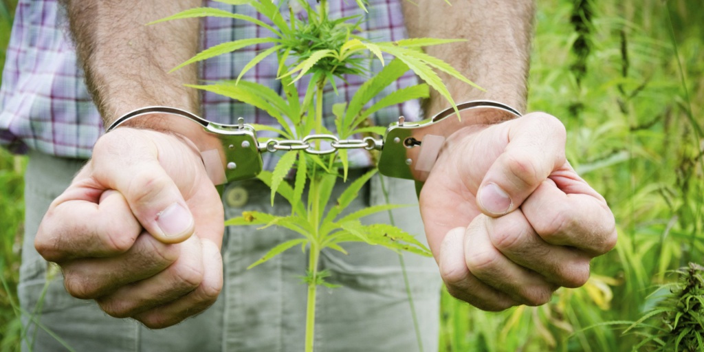 В Тверской области осудили пенсионера, хранившего марихуану как лекарство