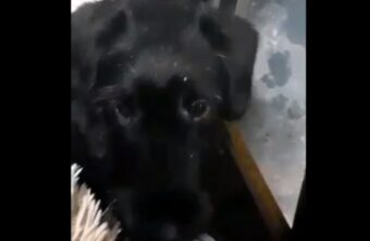 Водитель автобуса из Твери спас замерзающего щенка
