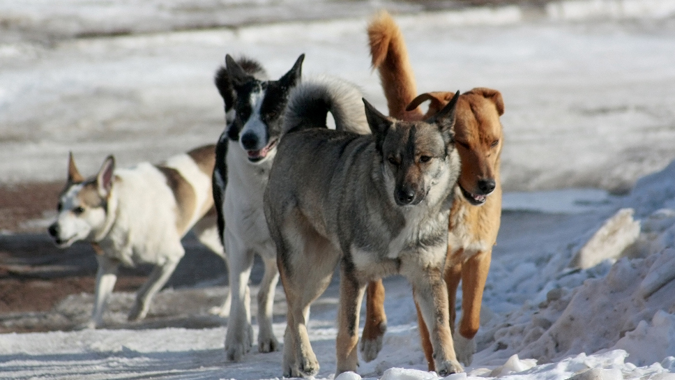Следователи займутся собаками, которые держат в страхе жителей деревни под Тверью
