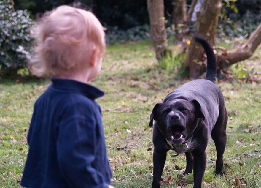 6-летнего ребёнка под Тверью загрызла собака