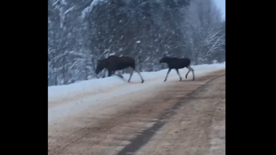 Лоси едва не стали причиной аварии по дороге в Тверь: видео