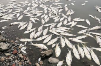 Коммунальщиков обвинили в массовой гибели рыбы в Тверской области