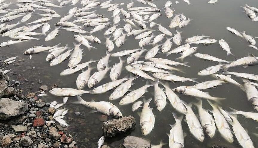Коммунальщиков обвинили в массовой гибели рыбы в Тверской области