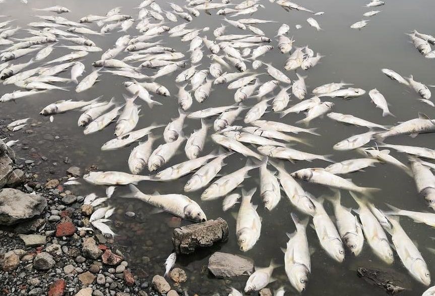 Коммунальщиков обвинили в массовой гибели рыбы в Тверской области
