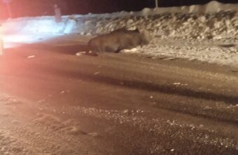 В Тверской области сбили лося и бросили умирать у дороги В Тверской области сбили лося и бросили умирать у дороги