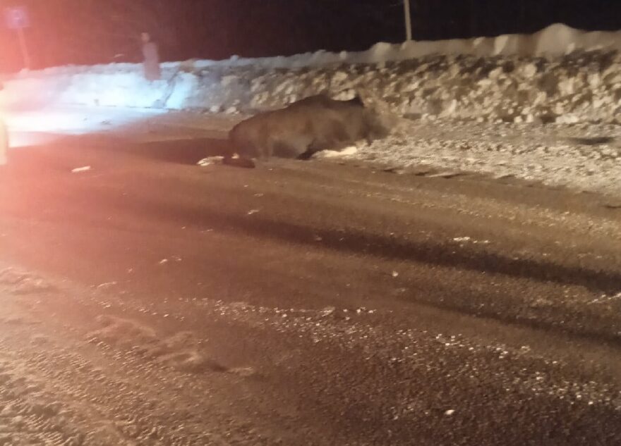 В Тверской области сбили лося и бросили умирать у дороги