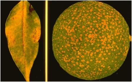 Специалисты Тверской МВЛ выявили красную померанцевую щитовку