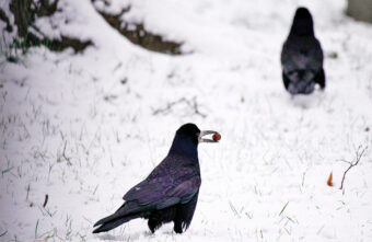 В Тверскую область возвращаются морозы