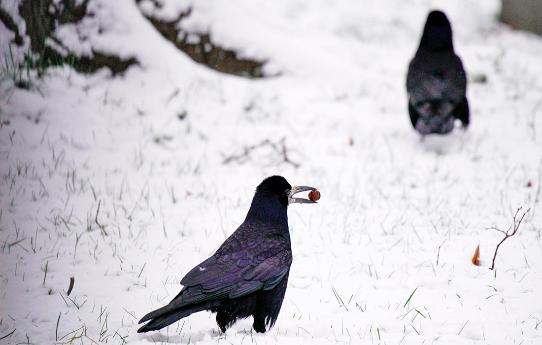 В Тверскую область возвращаются морозы