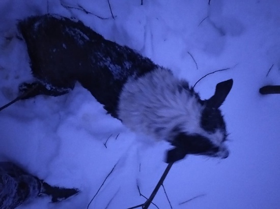 В России обсуждают историю спасения собаки в Тверской области