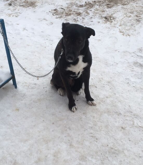 В Тверской области хозяин бросил умирать на морозе свою собаку