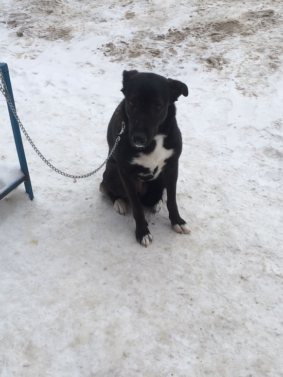 В Тверской области хозяин бросил умирать на морозе свою собаку