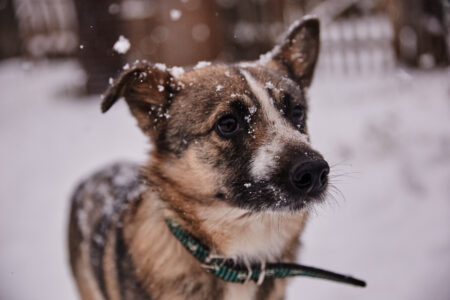К Тверской области приближается настоящая снежная Надя К Тверской области приближается настоящая снежная Надя