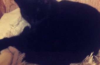 Кошка Малышечка спасла жизнь жильцам целого подъезда в Твери