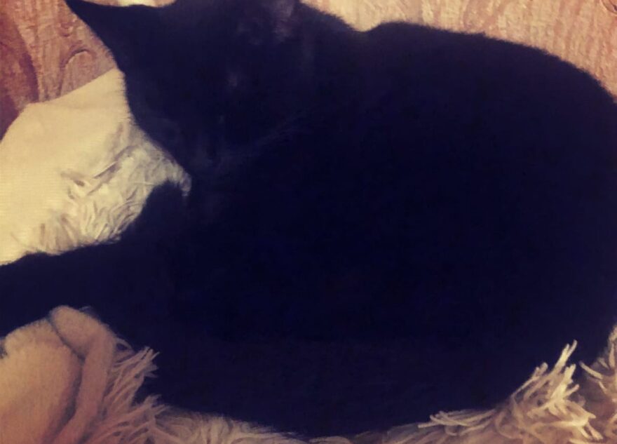 Кошка Малышечка спасла жизнь жильцам целого подъезда в Твери