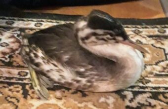 В Тверской области пытаются найти временный приют для чомги