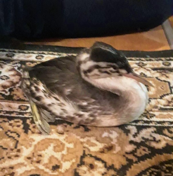 В Тверской области пытаются найти временный приют для чомги