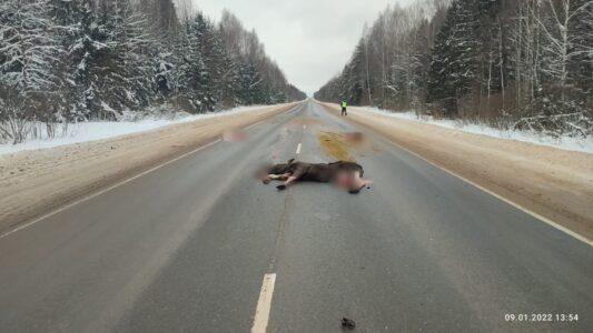 В Тверской области два человека пострадали в ДТП с лосем