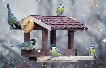 Городской парк в Тверской области станет птичьим санаторием Городской парк в Тверской области станет птичьим санаторием