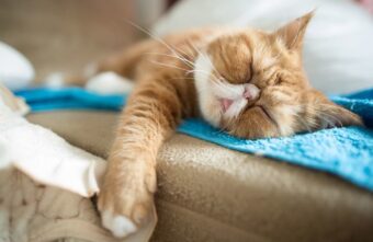 Почти треть 2022 года жители Тверской области будут отдыхать