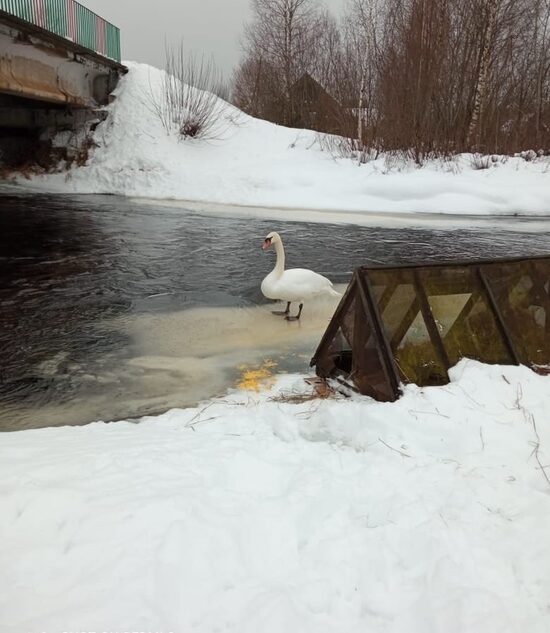 В Тверской области жители беспокоятся за жизнь лебедя, ставшего целью лисы