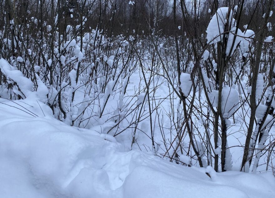 Мужчину случайно застрелили на охоте под Тверью