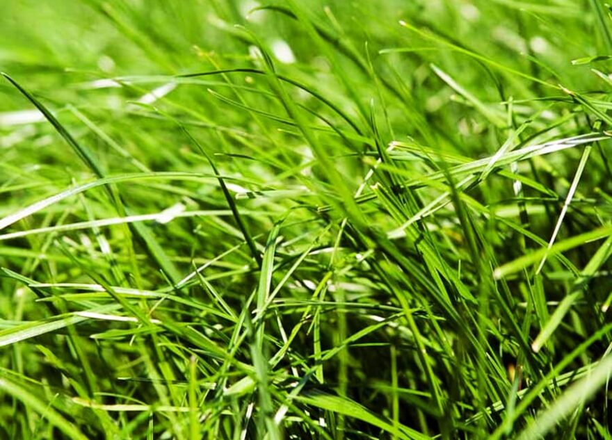 Благоустройство приусадебного участка: газонная трава в интернет-магазине «Мировой-газон»